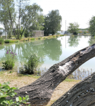 Parc du Louvre-Lens avec son plan d'eau