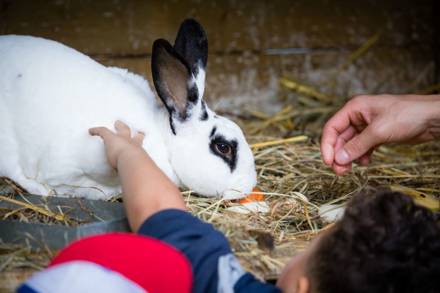 Parc des Cytises est un parc animalier avec des aires des jeux, un espace pique-nique et un espace de contacts pour s'approcher au plus près des animaux