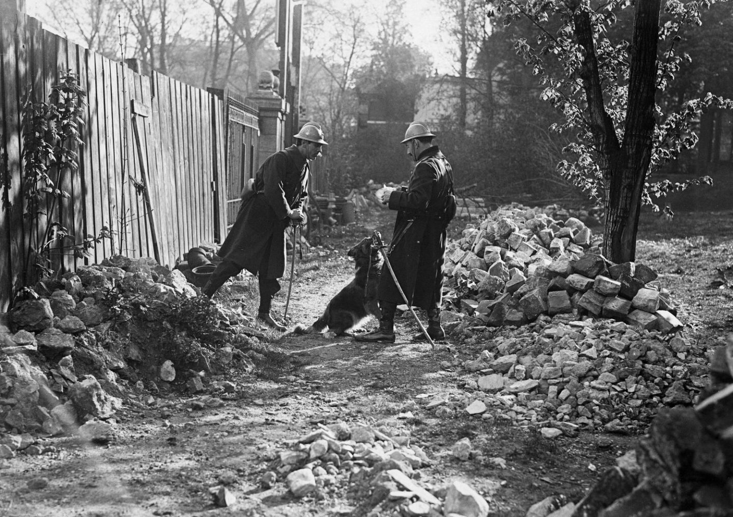 Chien de l'armée française apportant un message. France, 1918 ©Jacques Boyer / Roger-Viollet